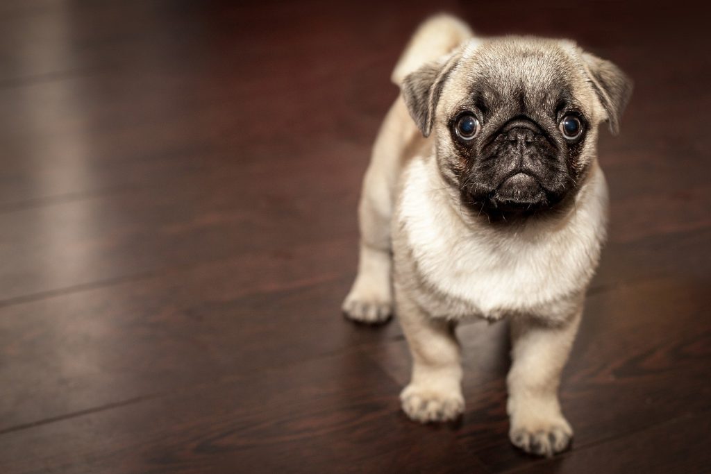 perro-pug-carlino