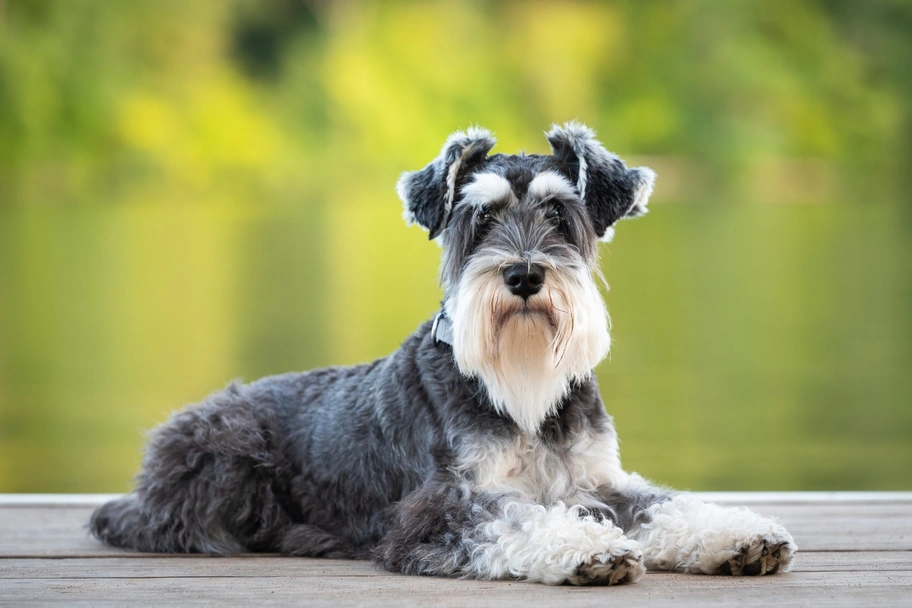 schnauzer mini sal y pimienta