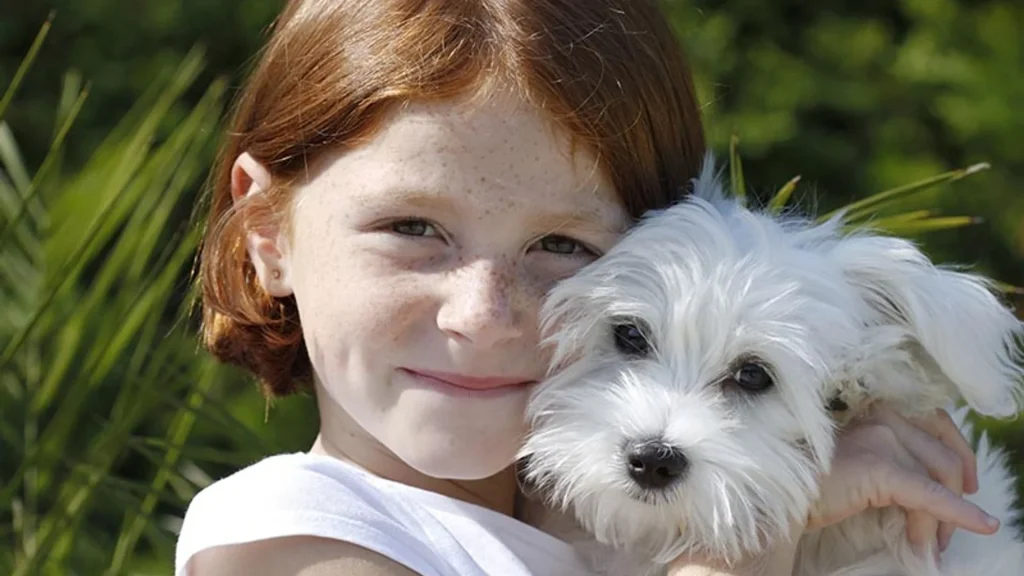 perros para niños bichón maltés