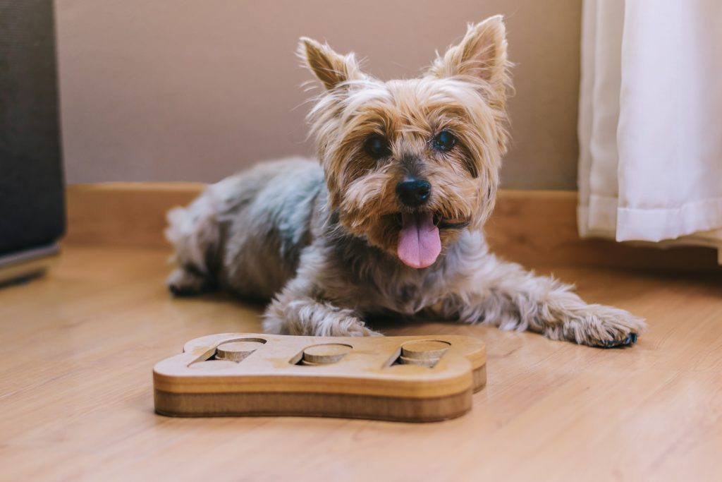 perro pequeños juegos mentales