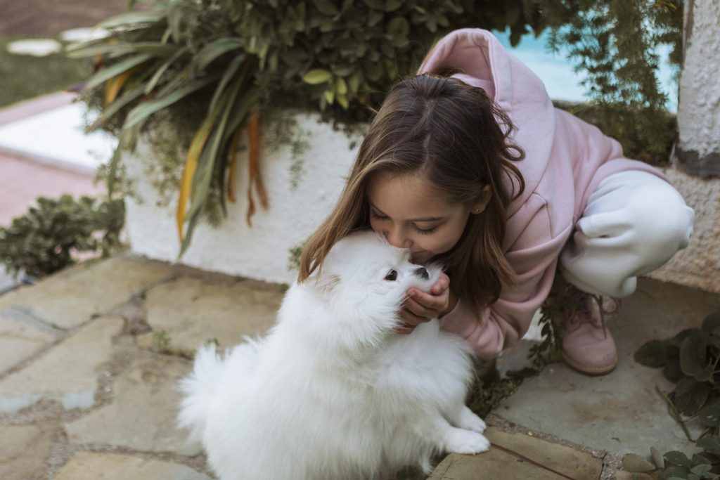 perros para niños pomerania