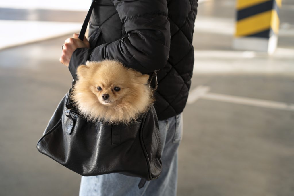 perro pequeño en bolso