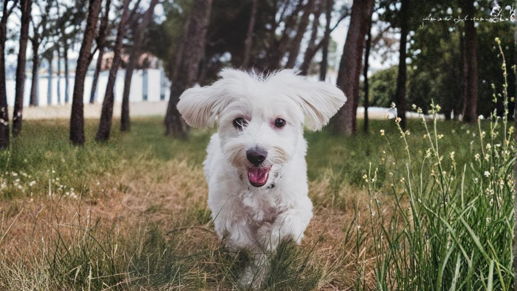 bichon maltes