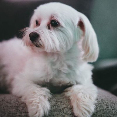 bichon americano precio